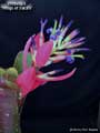 Billbergia 'Rings of Saturn'